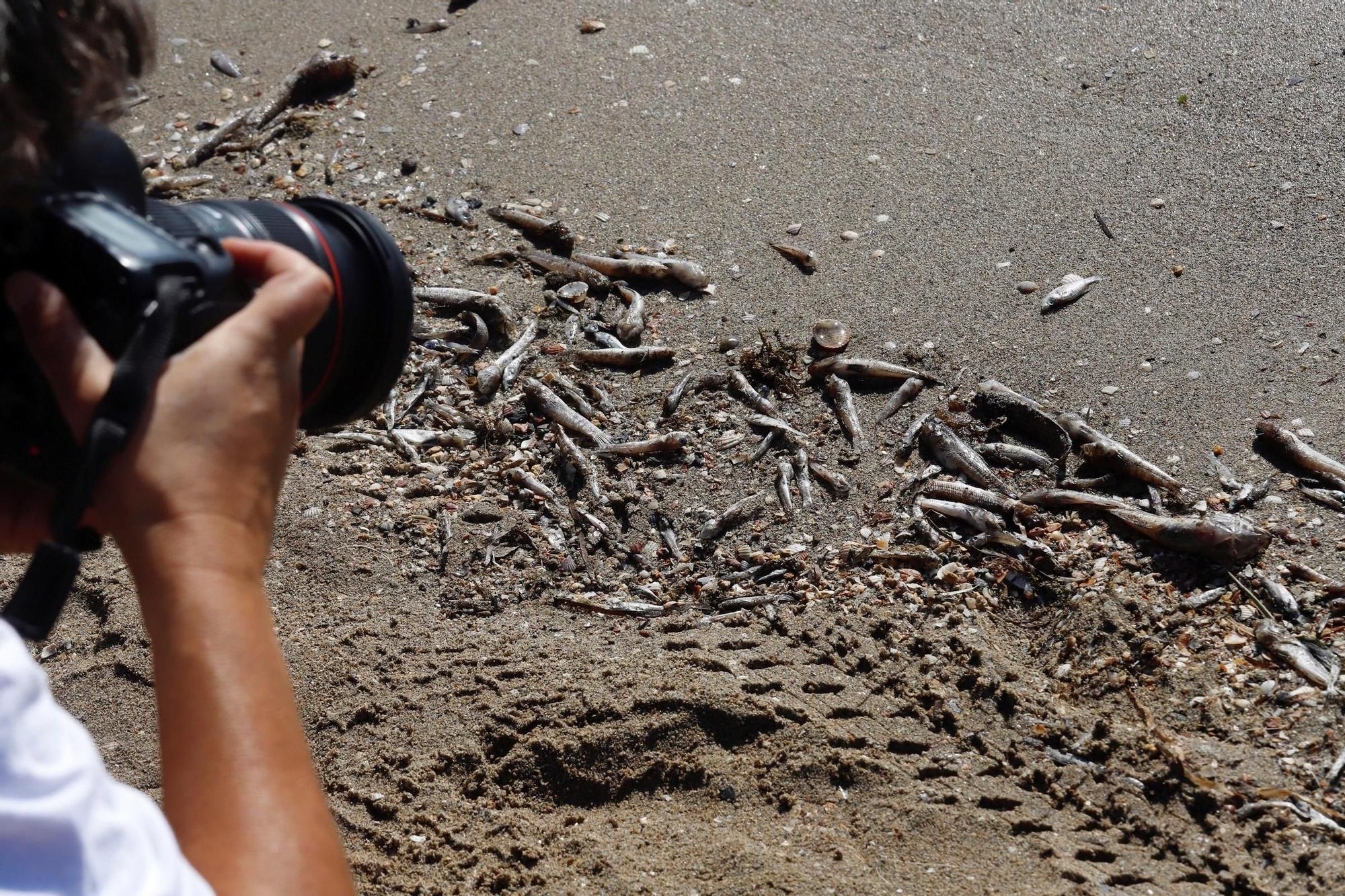 Ribera visita Mar Menor en un ambiente caldeado tras 10 días de peces muertos