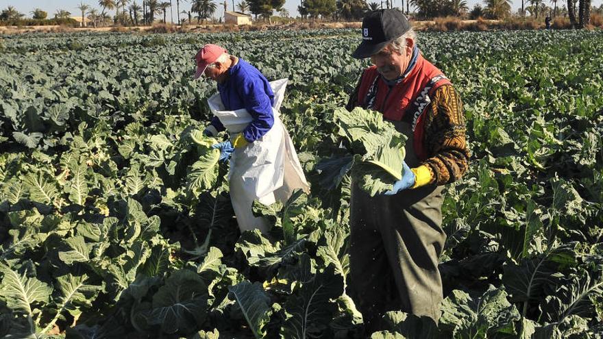 Agricultores de Elche