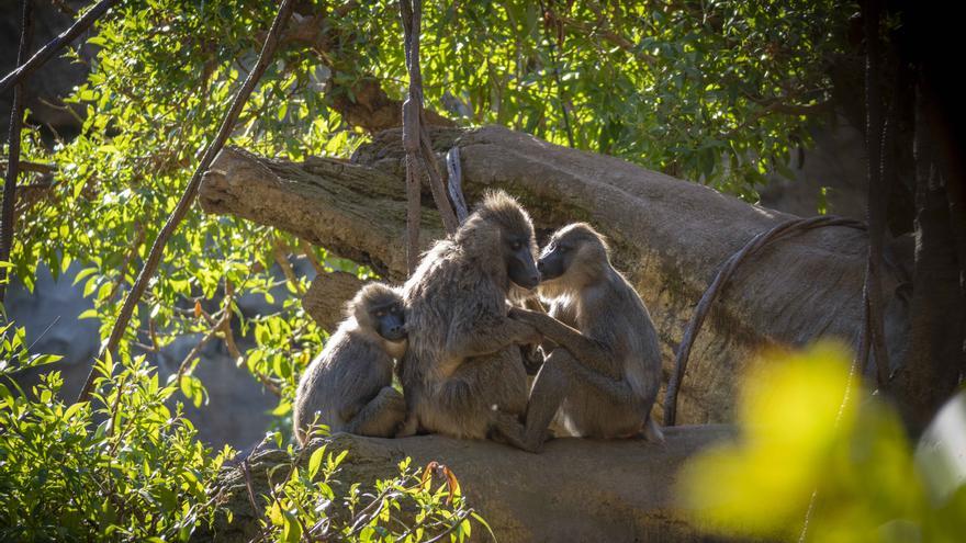 BIOPARC Valencia celebra 14 años con una promoción especial