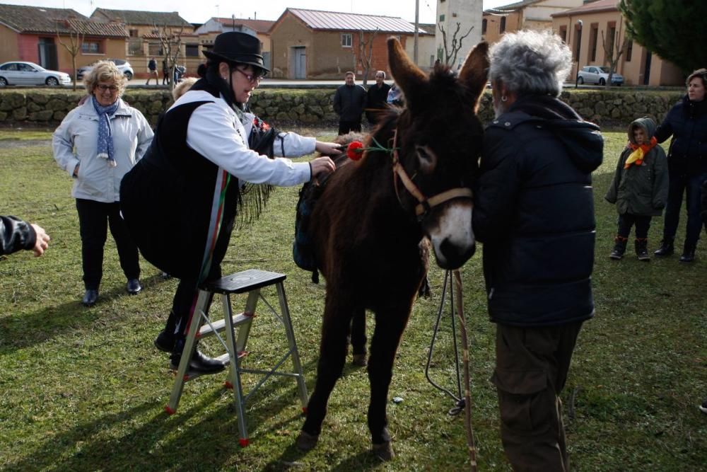 Carrera de cintas en burro en Molacillos.