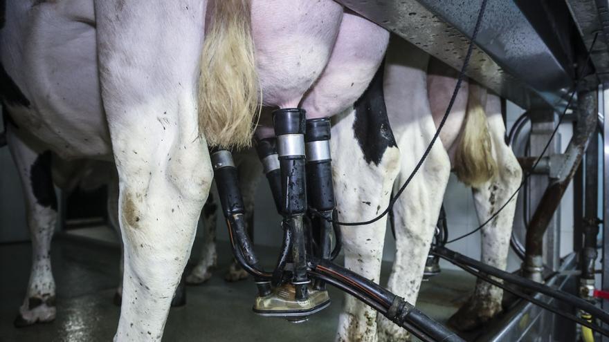 Los productores, críticos con la bajada del precio de la leche: &quot;No se entiende, escasea&quot;