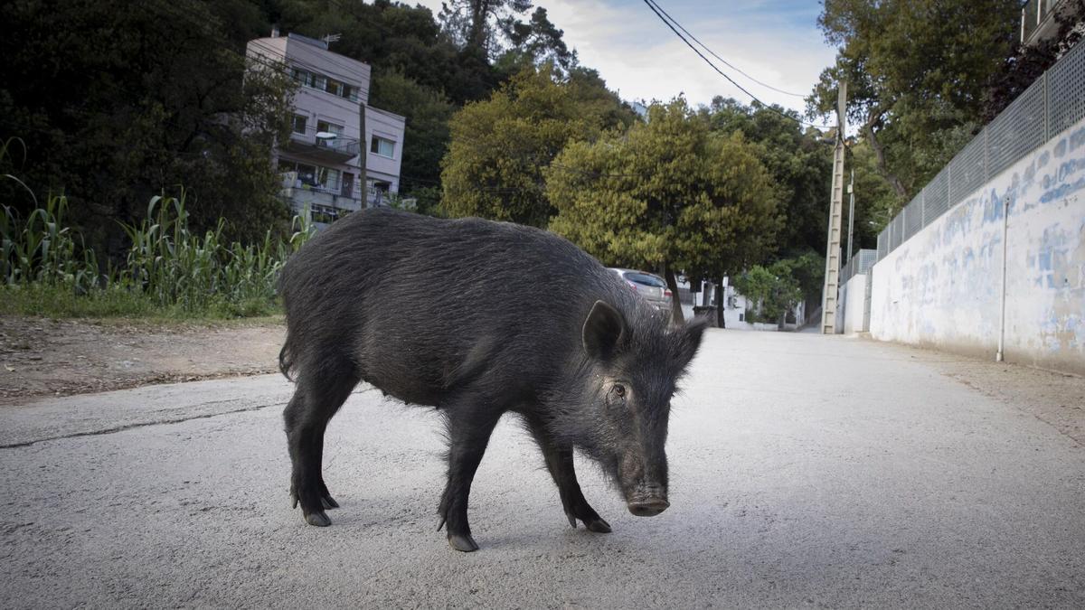 Jabalí en Collserola (Barcelona).