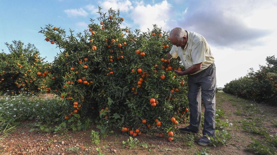 Agroseguro elimina una cláusula que  protege la naranja de Castellón desde hace 22 años