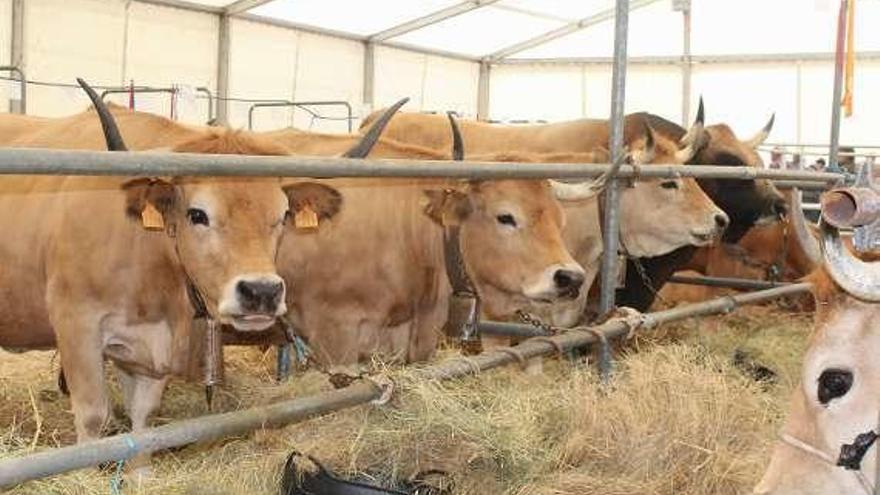 200 vacas de 40 ganaderías en el concurso de raza casina de Nava