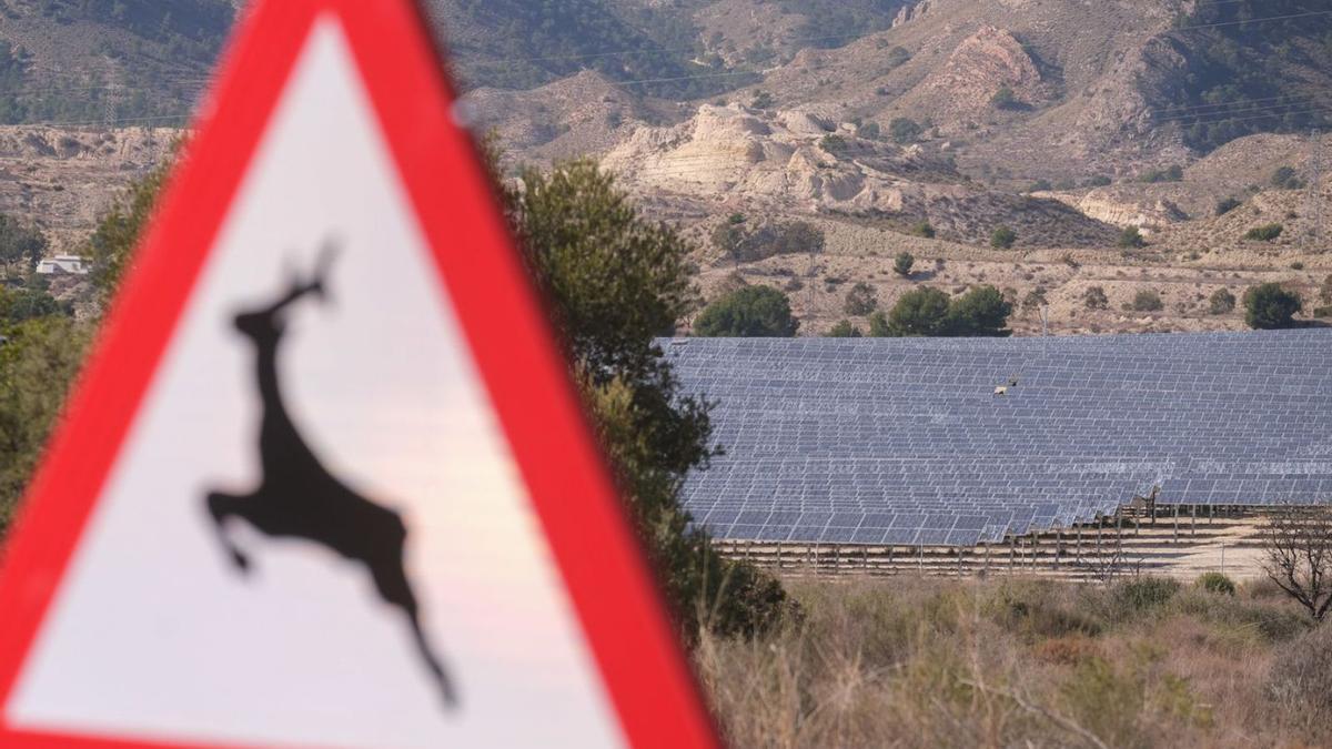 Placas en el término de Xixona en una zona donde, como avisa la señal, pasan animales. | ÁXEL ÁLVAREZ