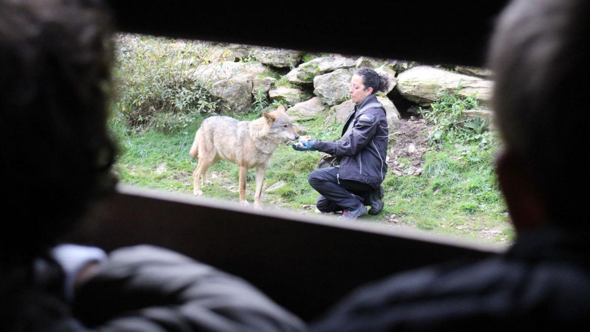 Visitantes observan el manejo de un ejemplar en el Centro del Lobo Ibérico de Castilla y León, en Robledo. | ARACELI SAAVEDRA (ARCHIVO)
