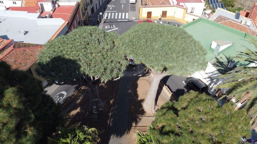 Twin dragon trees regain health after six months of care