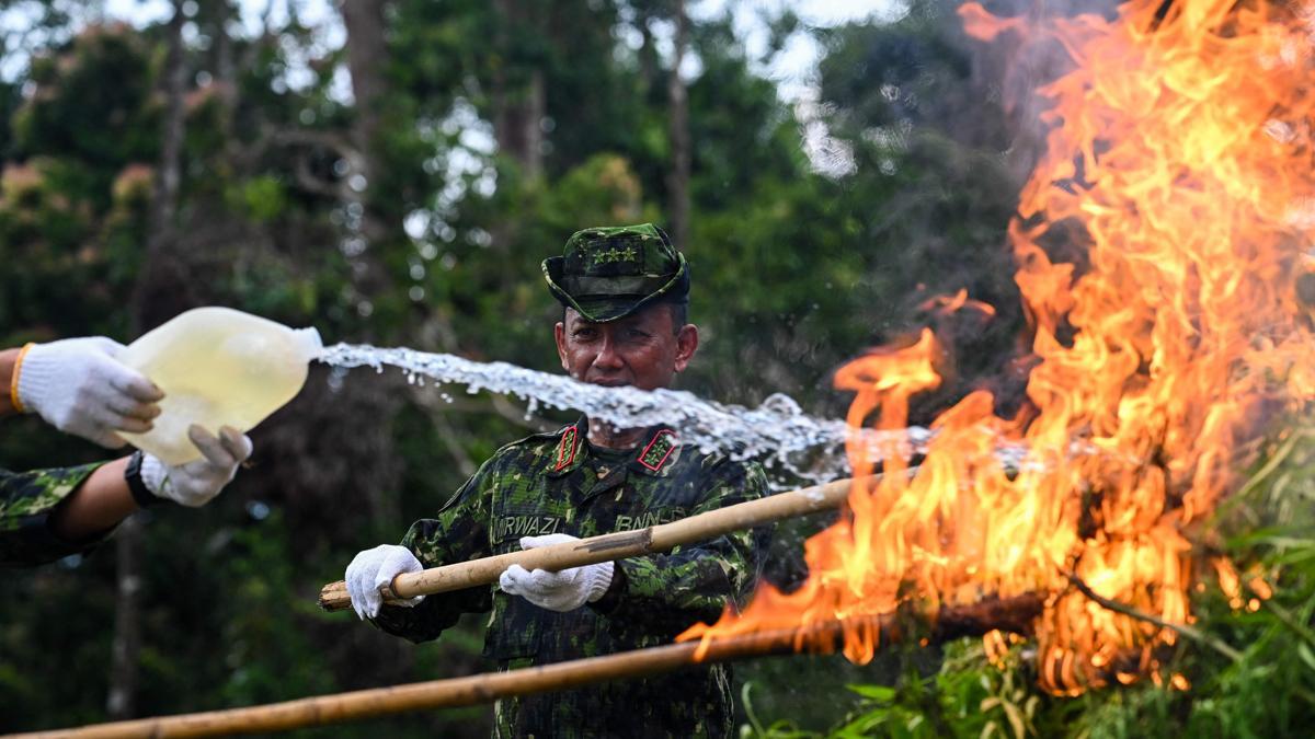 Autoridades de Indonesia queman plantaciones de marihuana en Aceh