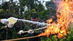 Autoridades de Indonesia queman plantaciones de marihuana en Aceh