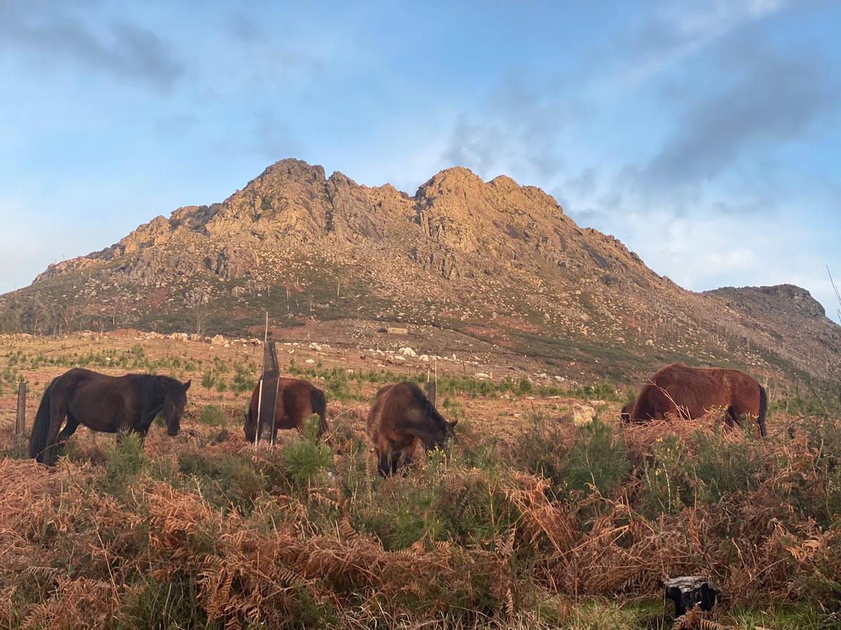 Caballos salvajes en O Galiñeiro