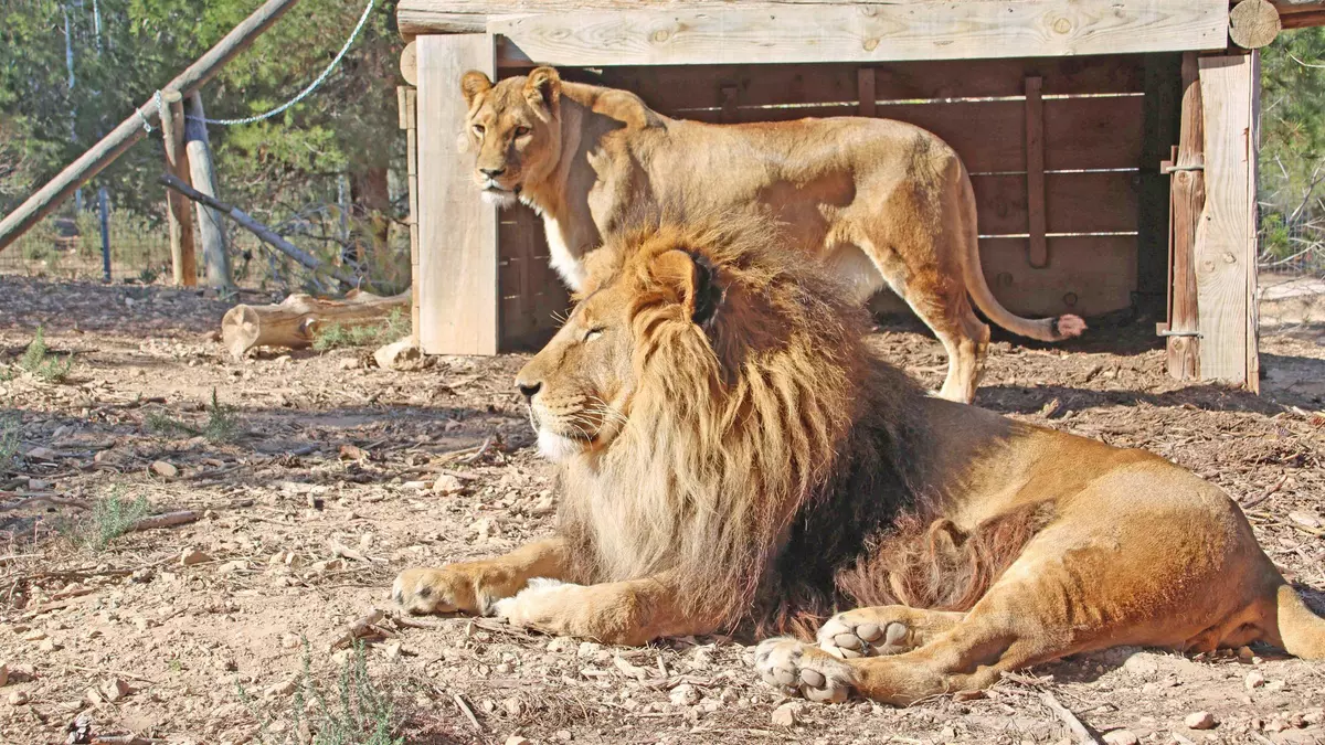 Dos leones rescatados en Ucrania dejan Villena: este será su nuevo hogar