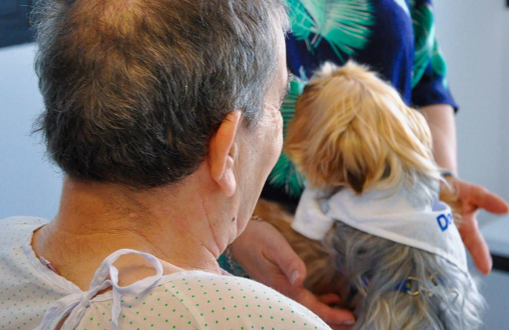 Primera visita de un perro al hospital de Ibiza.