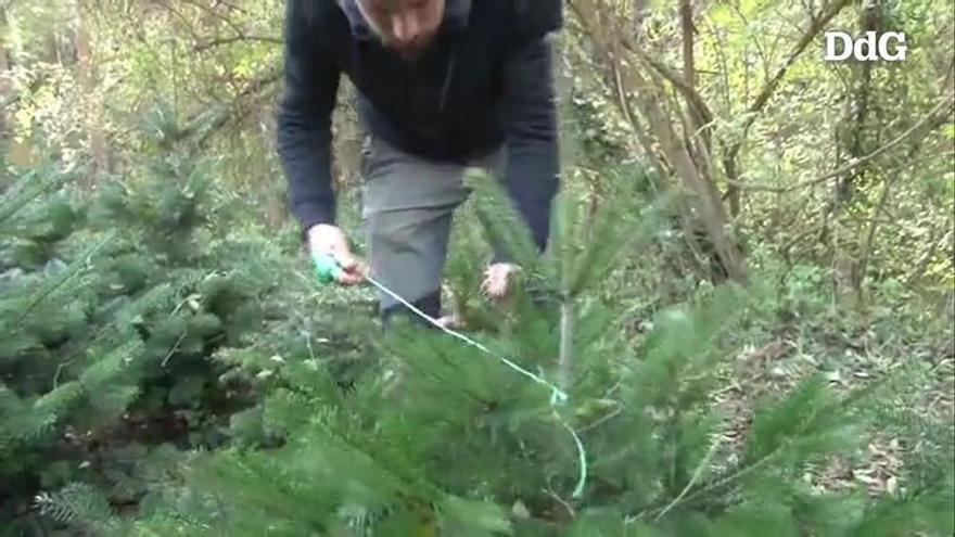 El canvi climàtic complica el cultiu d'arbres de Nadal a Catalunya