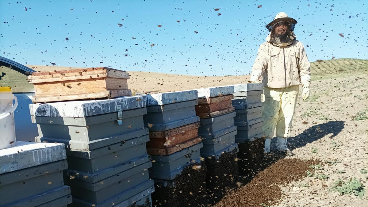 Un apicultor cordobés junto a sus colmenas.