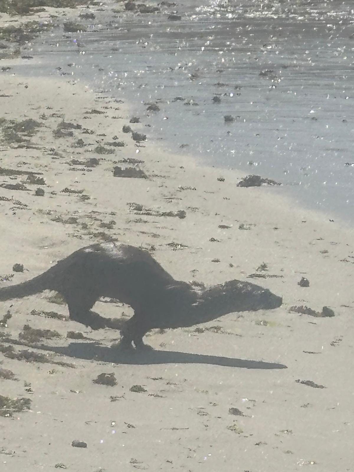 Una nutria, de bañista en las playas de Coruxo
