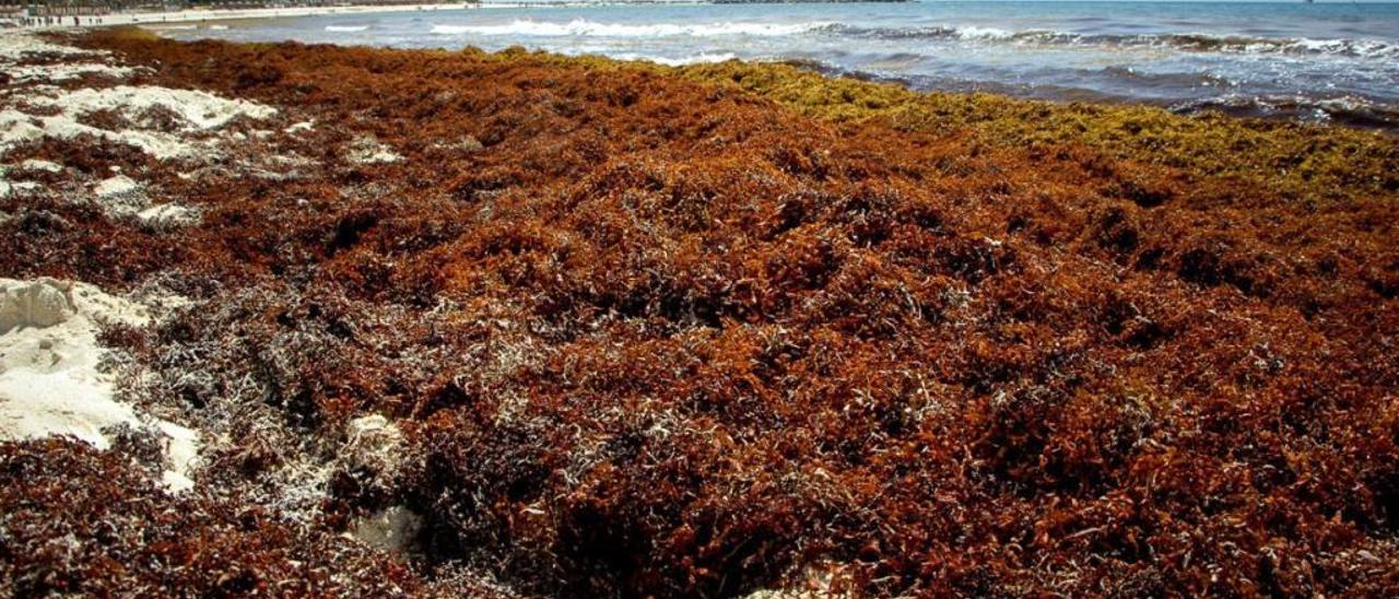 Sargazo, la amenza del Caribe