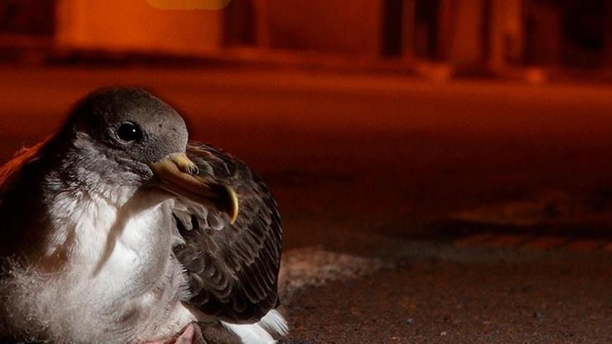 Passen Sie auf die Sturmtaucher-Babys auf!