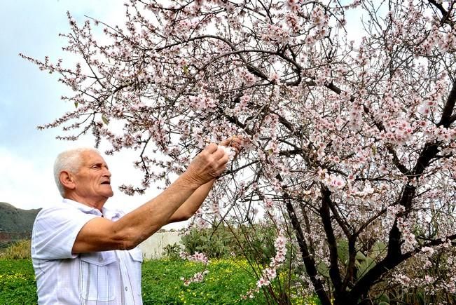 ALMENDRO EN FLOR