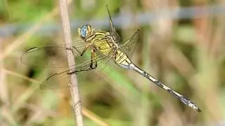 Catalunya suma una nueva especie de libélula, localizada por primera vez en el delta del Ebro