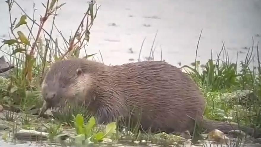 Una pareja de nutrias se da un festín en el embalse de Cecebre