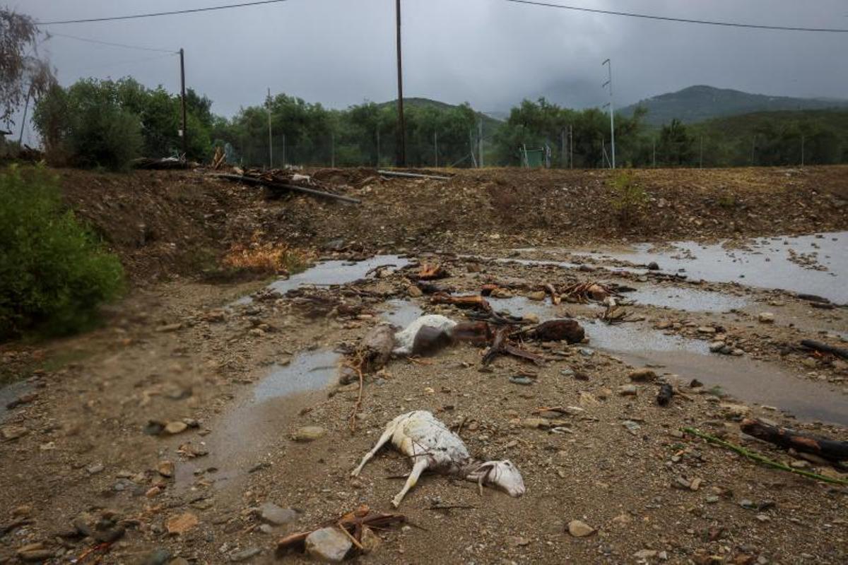 Se ven ovejas muertas en un área inundada debido al impacto de la tormenta Daniel en la ciudad de Volos, Grecia, 6 de septiembre de 2023.