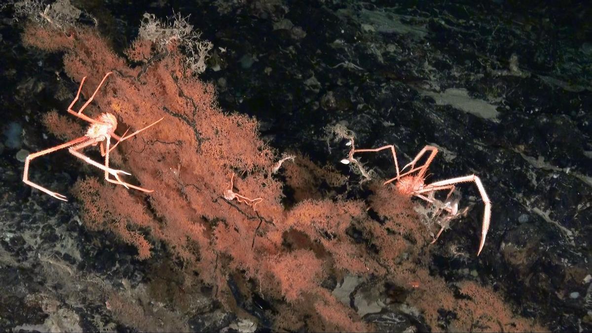 Bosque de coral negro en montaña submarina al sur de Canarias a 900 m (Bimbache).