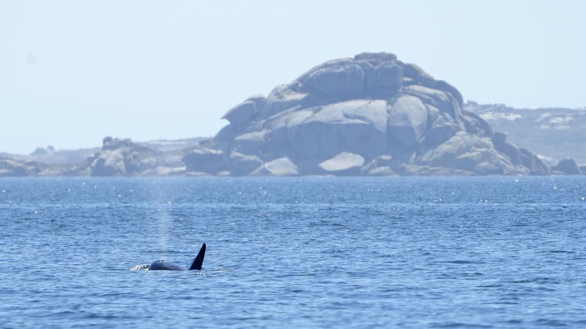 Una de las orcas, en Rúa.