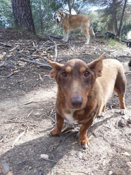 thor Abandonado varias veces   Es uno de sus perros abuelos. Llegó a Arcadia tras ser abandonado en repetidas ocasiones, esto le ocasionó un trastorno que le hace entrar en pánico y estado de shock c