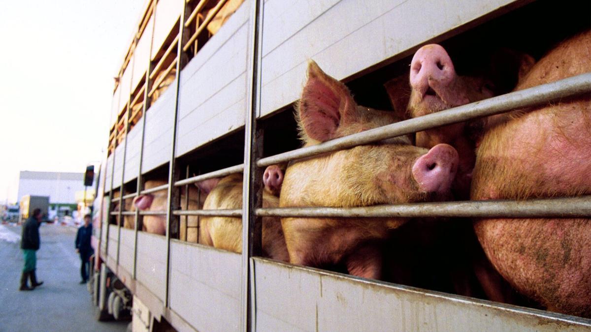 El transporte animal y de ganado, un tema pendiente en el Parlamento Europeo