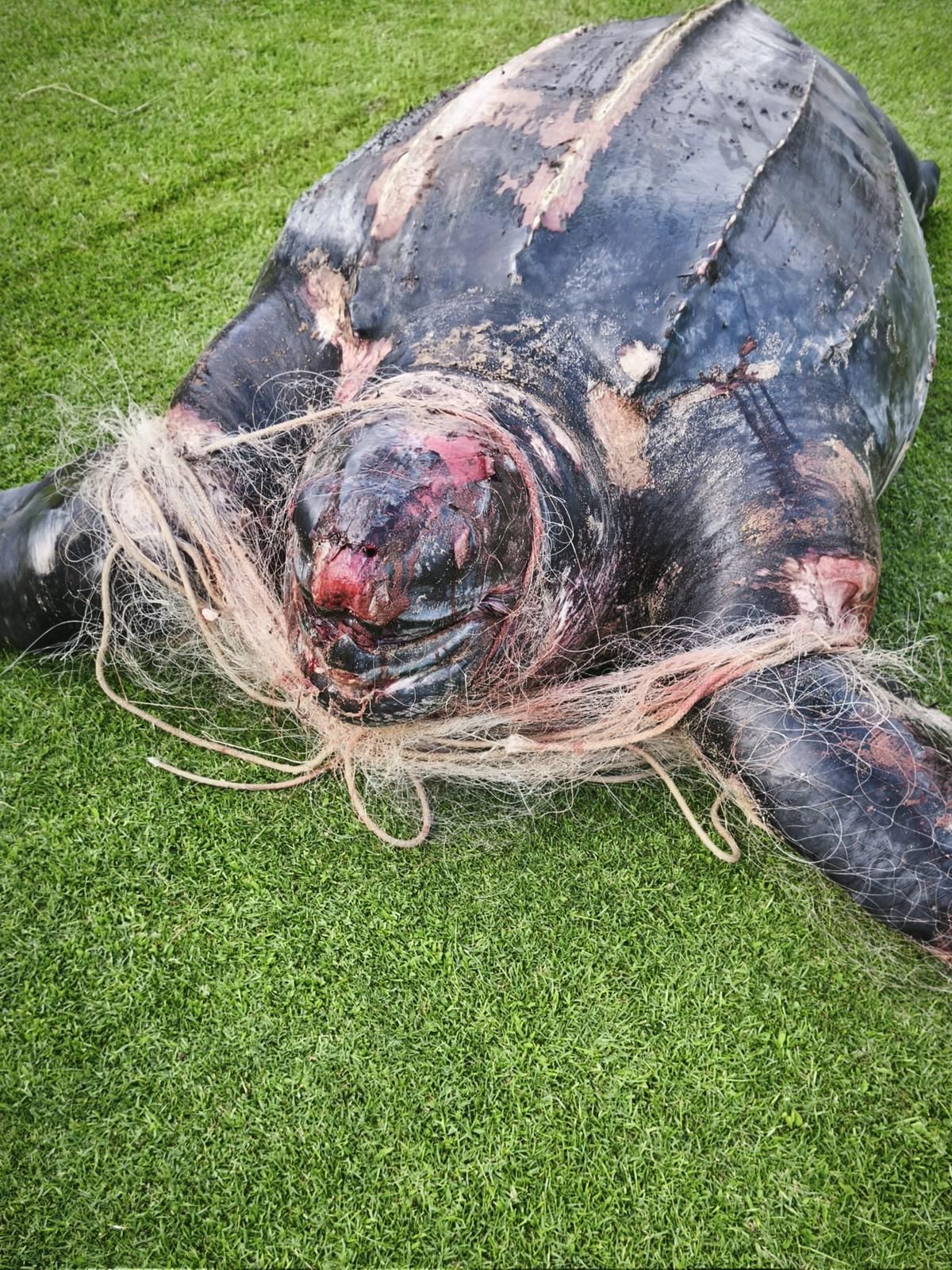 Tortuga Laúd aparece muerta con en la playa de El Parador en El Saler
