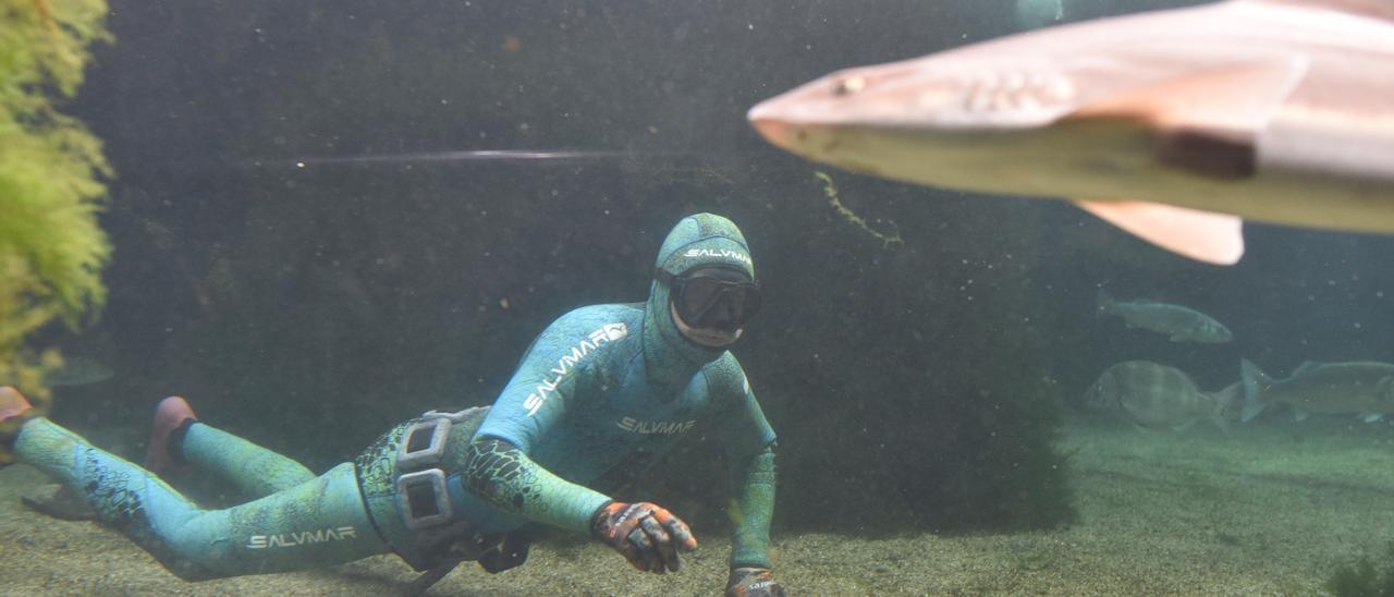 Un submarinista entre tiburones, en el Acuario O Grove.