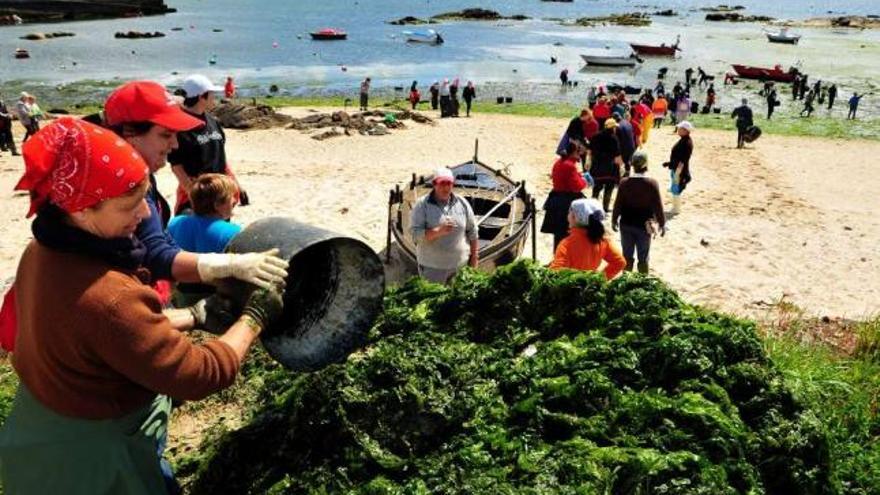 Una cadena de mariscadoras retiró las algas de la playa de A Sapeira el pasado sábado.  // Iñaki Abella