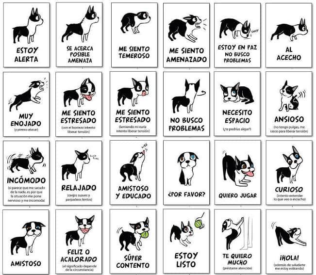 Descubre los significados de los gestos de los perros: revelados los  secretos ocultos