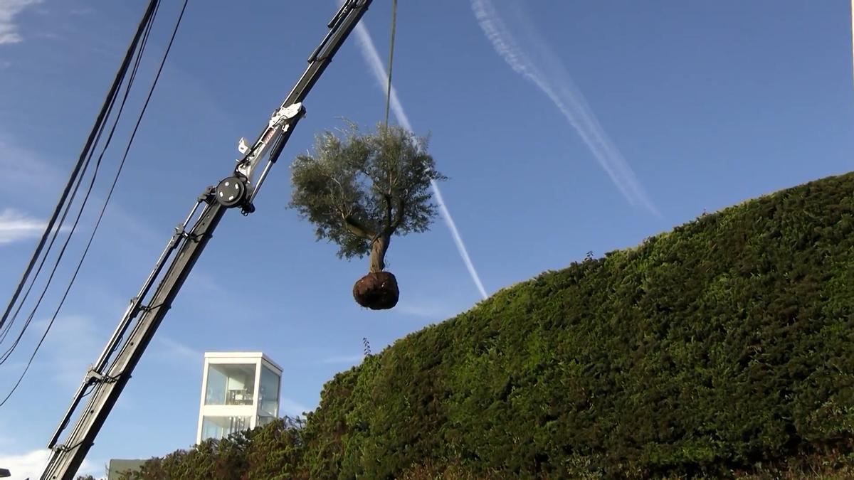Una grua levanta un árbol en la casa de Shakira