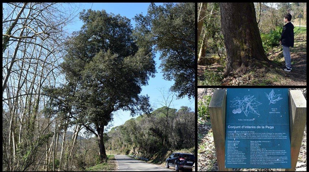 amadridejos52640559 arbol onbarcelona  encina o alzina de la pega olzinelles fot200305235657