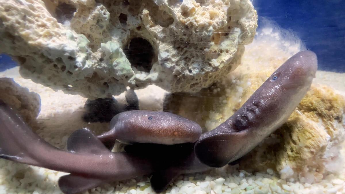 Nacen dos tiburones nodriza de cola corta por primera vez en el Oceanogràfic de València