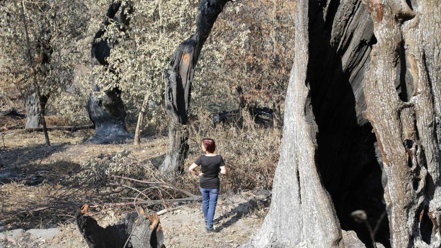 Solo un incendio, el del parque de O Invernadeiro, persiste en el avance de las llamas diez días después de originarse