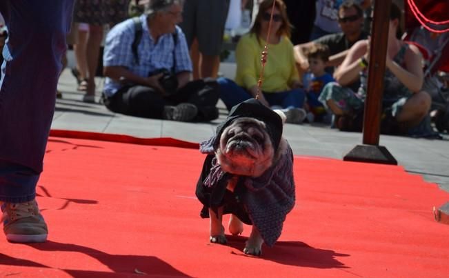 Concurso de disfraces de mascotas en Teguise