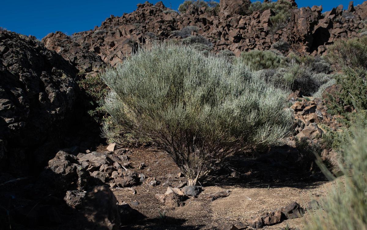 La retama del Teide, un arbusto endémico del que las abejas extraen una de las mieles con DOP