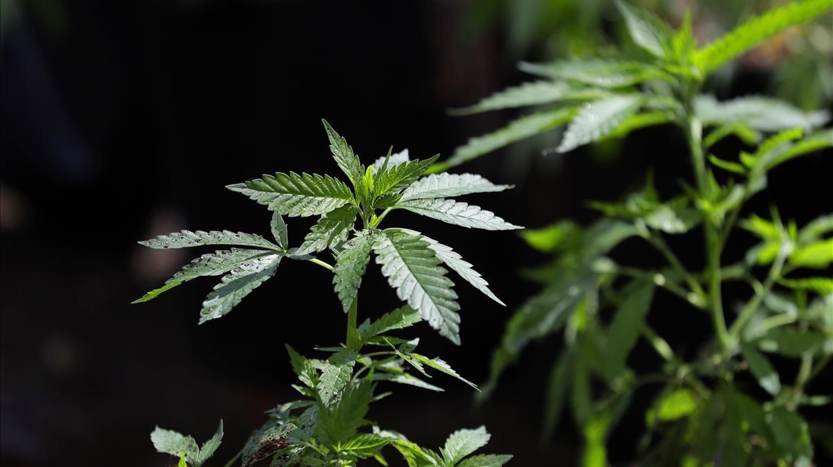 zentauroepp42992155 in this april 12 2018 photo a marijuana plant awaits tran180419133405 zentauroepp42992155 in this april 12 2018 photo a marijuana plant awaits tran180419133405