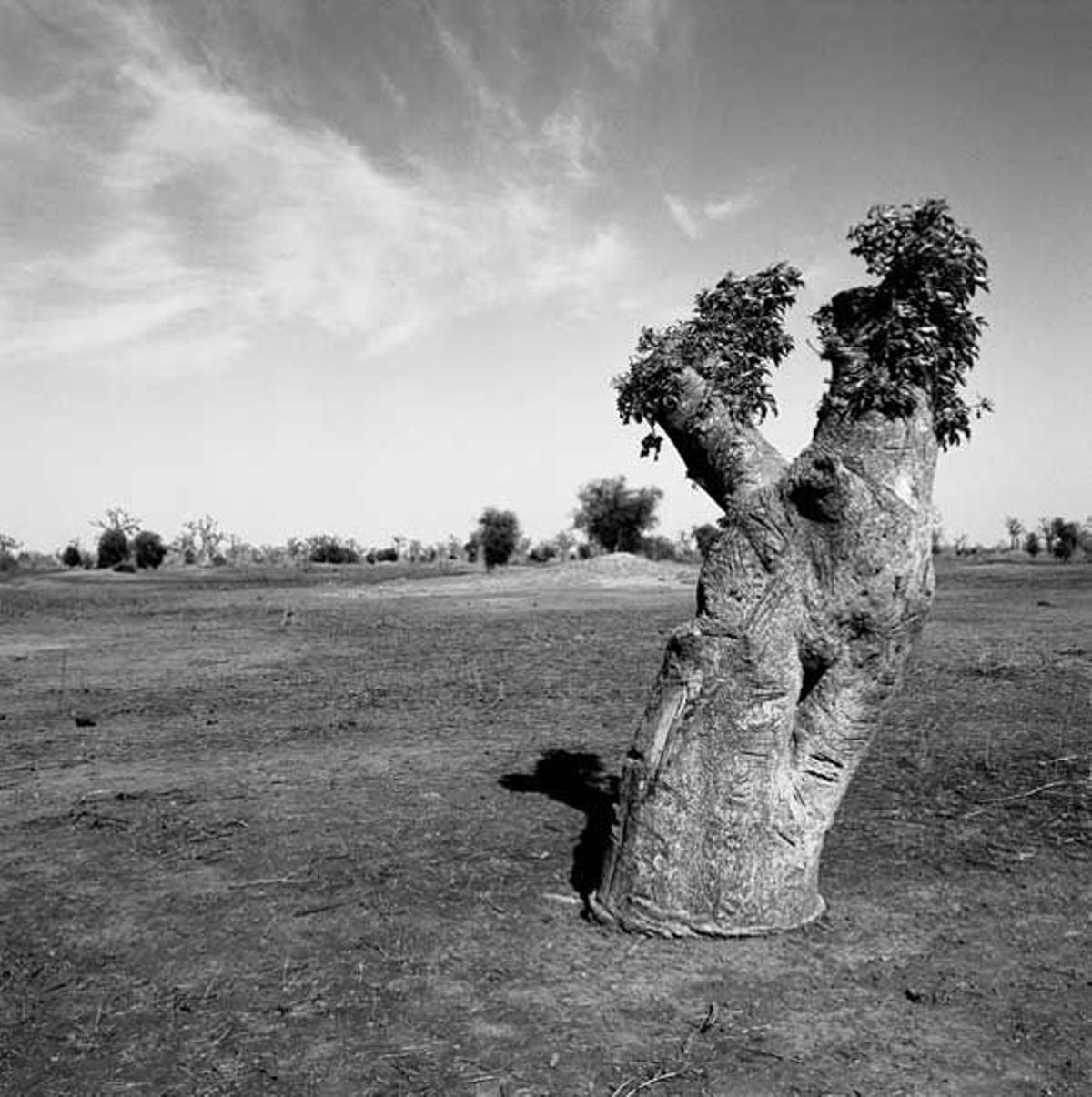 Baobab en la Reserva Natura Bandia.