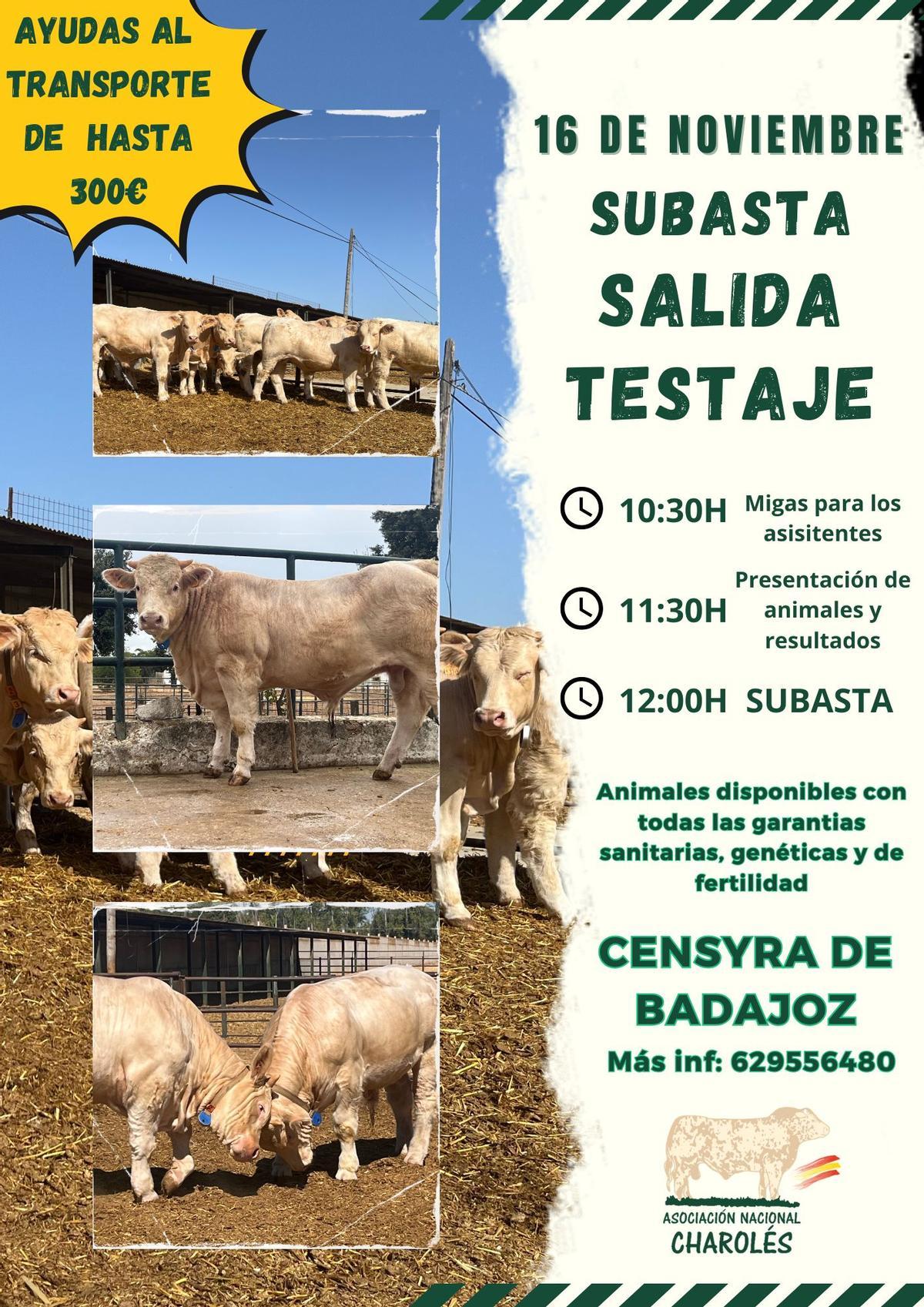 Cartel de la subasta de charolés del próximo 16 de noviembre en el Censyra.