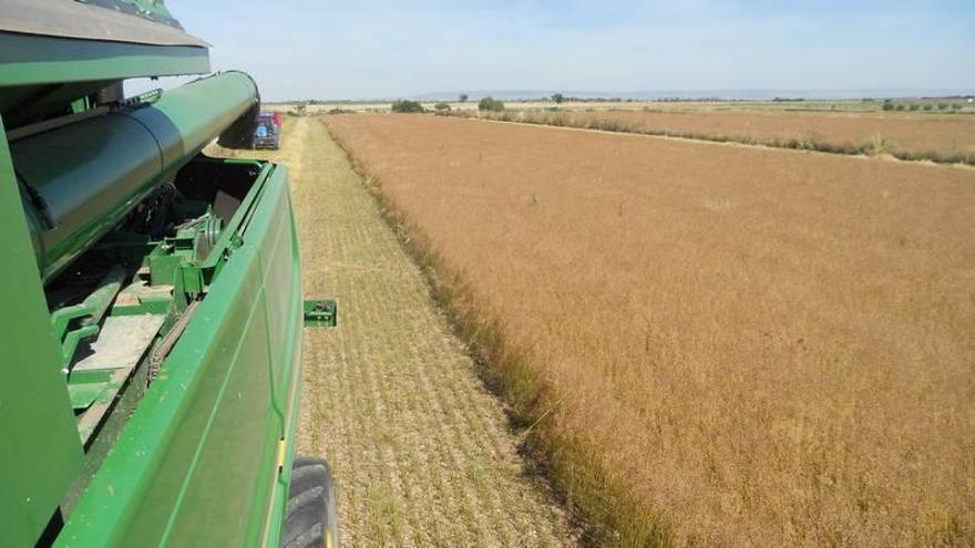 Aragón va a cobrar ya 7,73 millones por daños en el cereal y las leguminosas