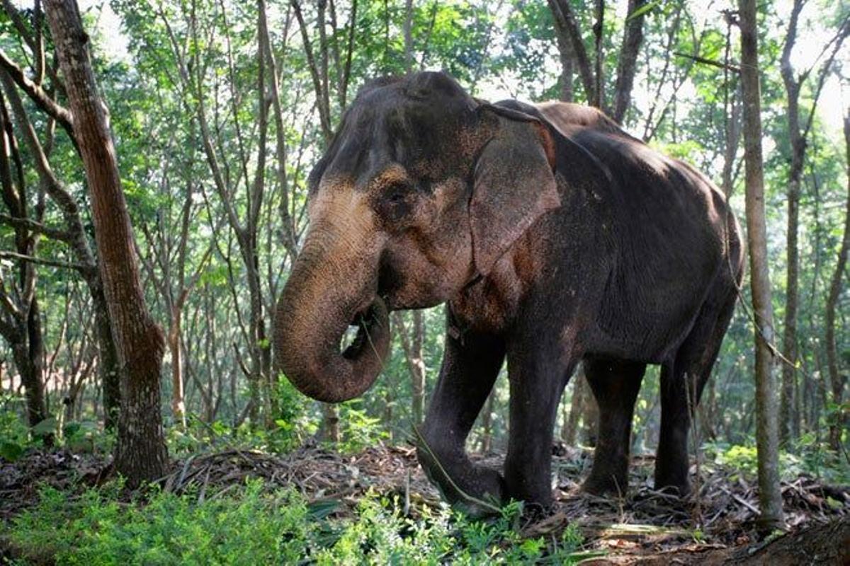 Elefante indio en medio del bosque.
