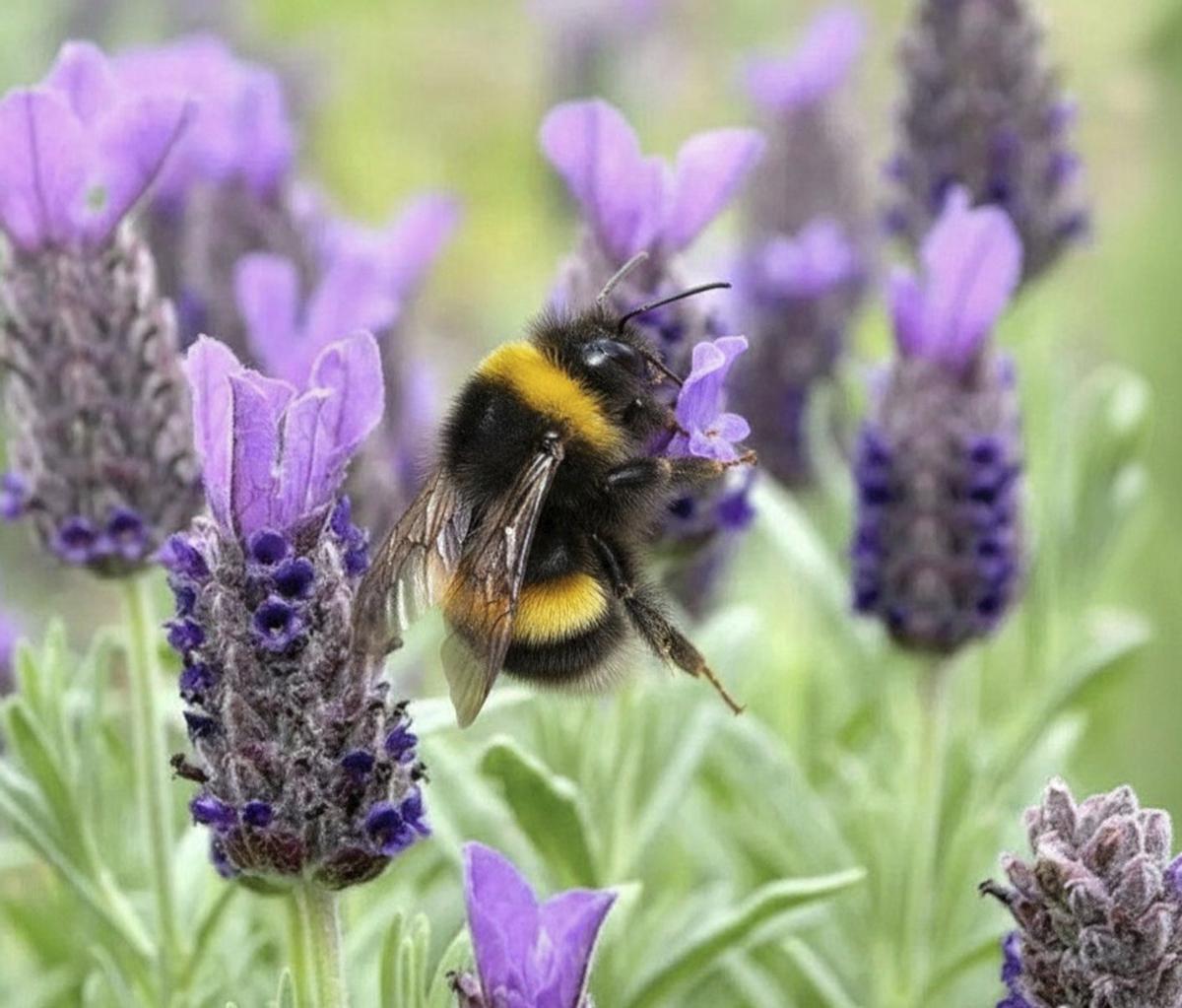 Los abejorros comunes son menos abundantes en lugares con colmenares.