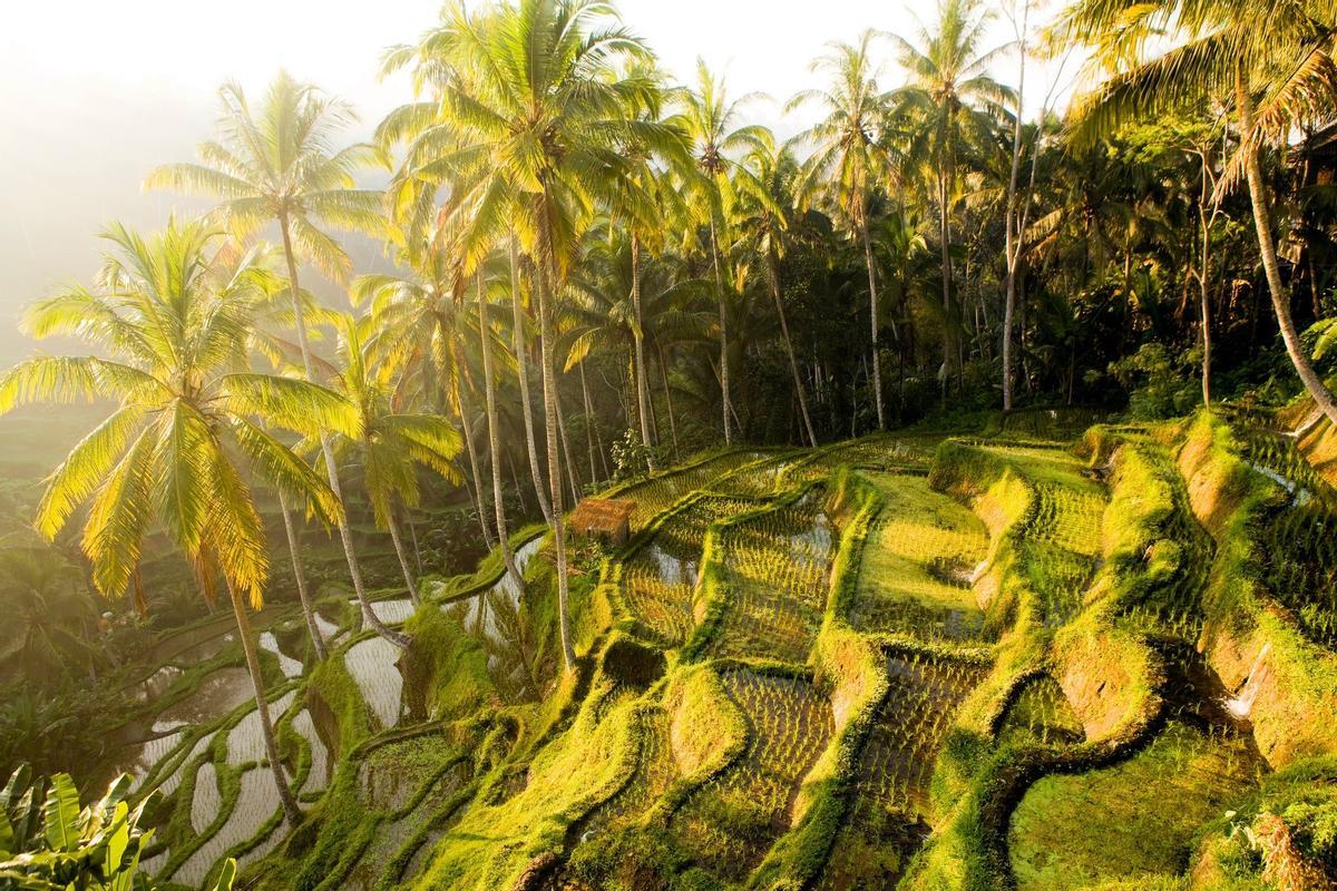 Campo de arroz, Bali, Indonesia