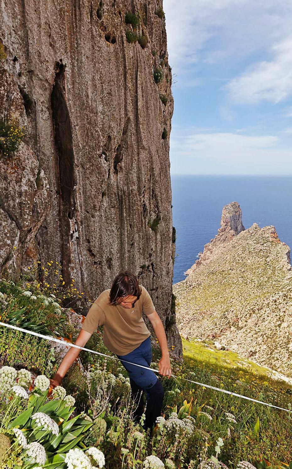 Miquel Capó rodeado de daucos floridos, la flor predilecta de los rumiantes que habitaban el islote. | J.A.RIERA