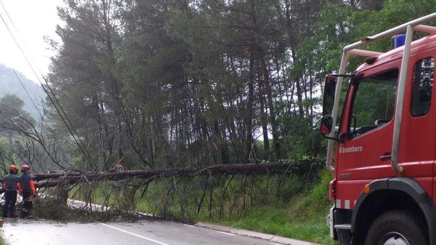 L&#039;arbre ha caigut de tal manera que impedeix la circulació del trànsit