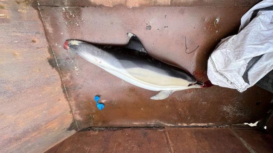 Un delfín mutilado en Nerga