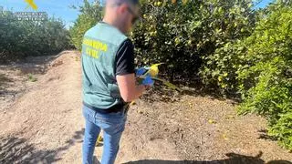Desmantelada una red de estafa de compraventa de limones en la Vega Baja